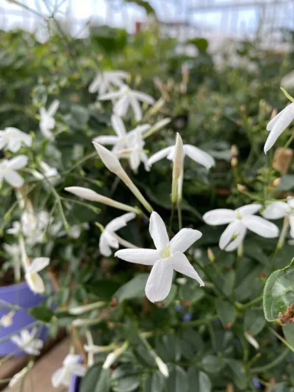 White Jasmine with Trellis (Jasmine Polyanthum) - Tropicals & Houseplants