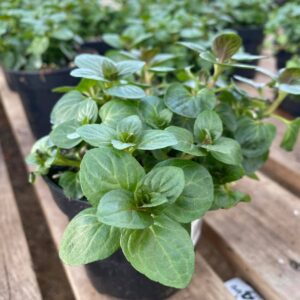 Peppermint Plants - Culinary Herbs