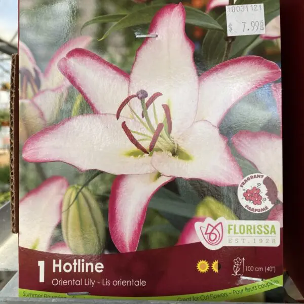 'Hotline' Oriental Lily Bulbs (1 per pack)