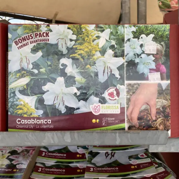 'Casablanca' Oriental Lily Bulbs (3 per pack)