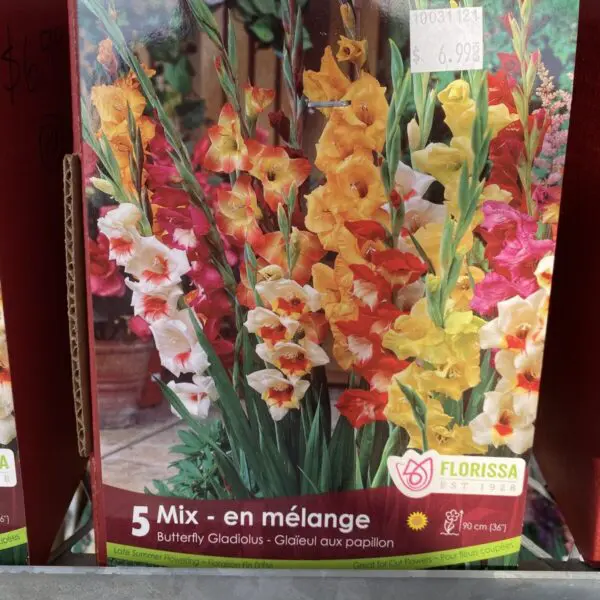 Butterfly Mix Gladiolus Bulbs (5 pack)
