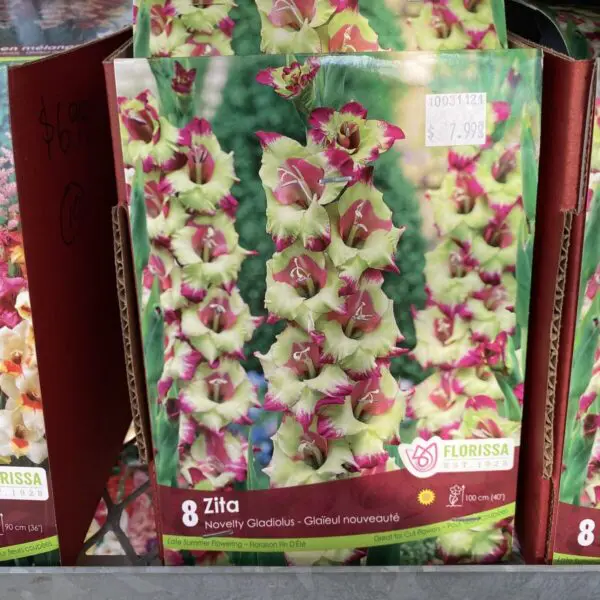'Zita' Gladiolus Bulbs (8 pack)