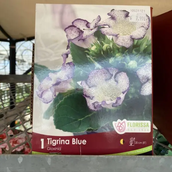 'Tigrina Blue' Gloxinia Bulbs (1 pack)