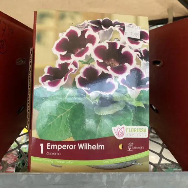 'Emperor Wilhelm' Gloxinia Bulbs (1 pack)