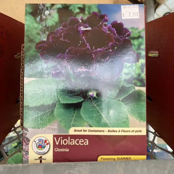 'Violacea' Gloxinia Bulbs (1 pack)