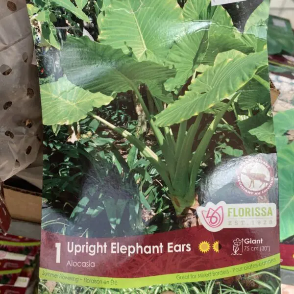 Alocasia Upright Elephant Ears (Caladium) Bulbs (1 pack)