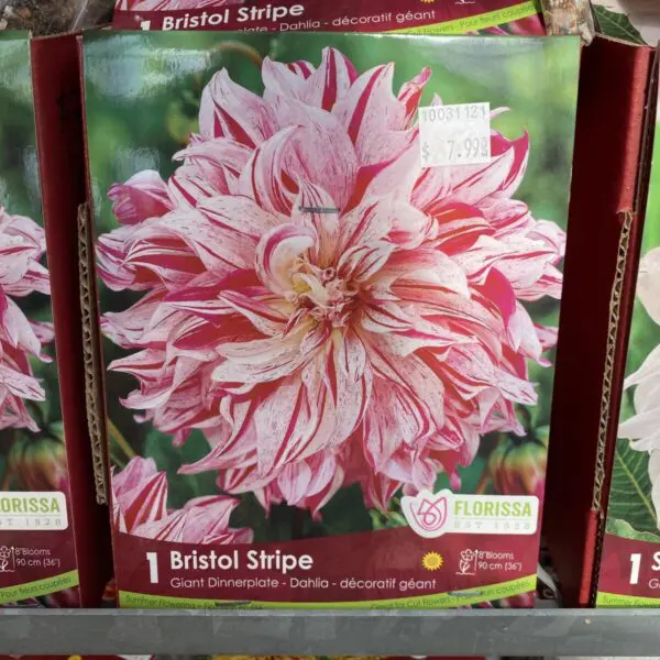 Bristol Stripe Dinnerplate Dahlia Bulbs (1 pack)