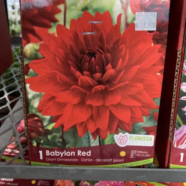 Babylon Red Dinnerplate Dahlia Bulbs (1 pack)