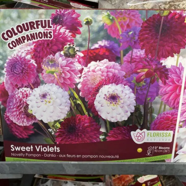Sweet Violets Dahlia Bulbs (3 pack)