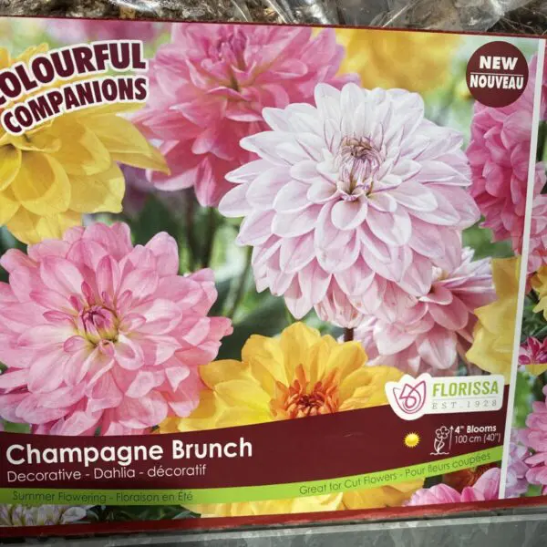 Champagne Brunch Dahlia Bulbs (3 pack)
