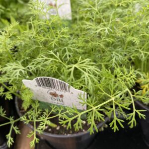 Dill Plants - Culinary Herbs