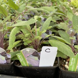Sage Plants - Culinary Herbs