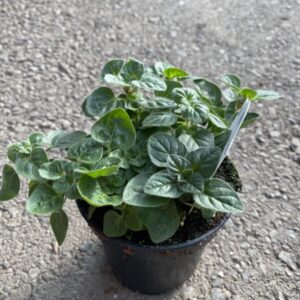 Oregano Plants - Culinary Herbs