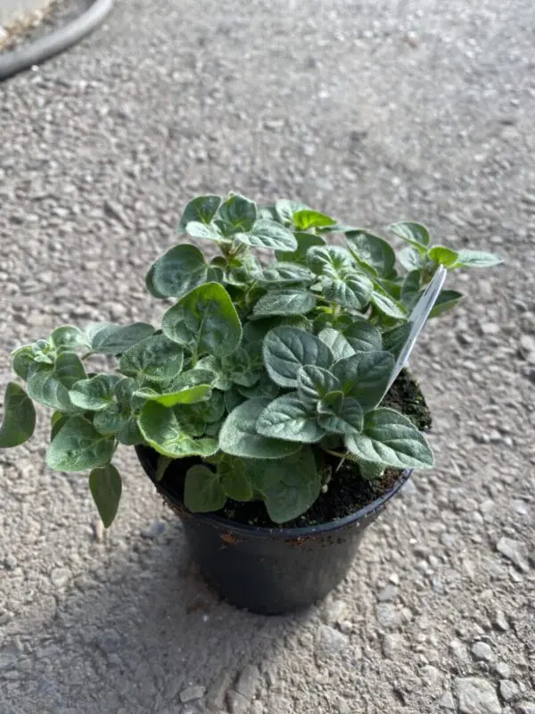 Oregano Plants - Culinary Herbs