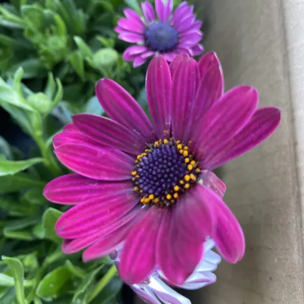 Osteospermum (African Daisy) Assorted colours - Image 4