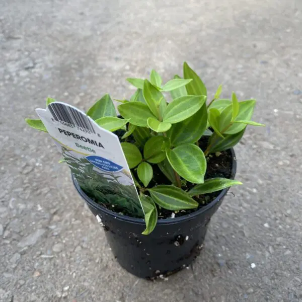 Peperomia 'Beetle' (Peperomia Quadrangularis) - Tropicals/Houseplants - Image 4