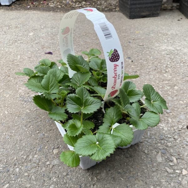 Strawberry Plant Jumbo Packs (Everbearing)