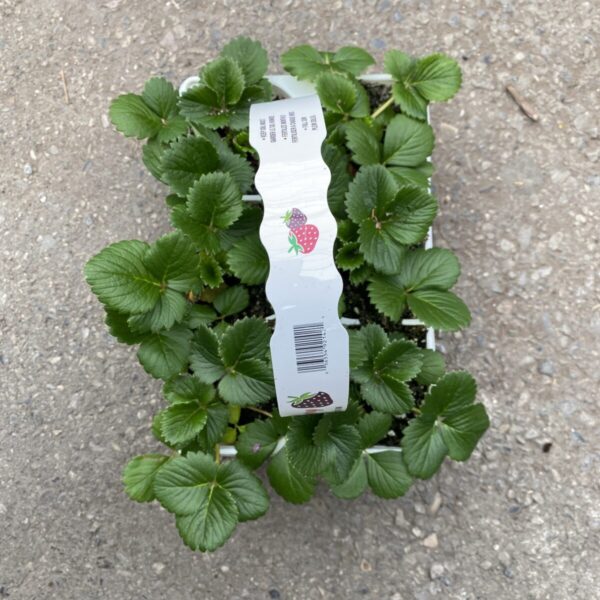 Strawberry Plant Jumbo Packs (Everbearing) - Image 2