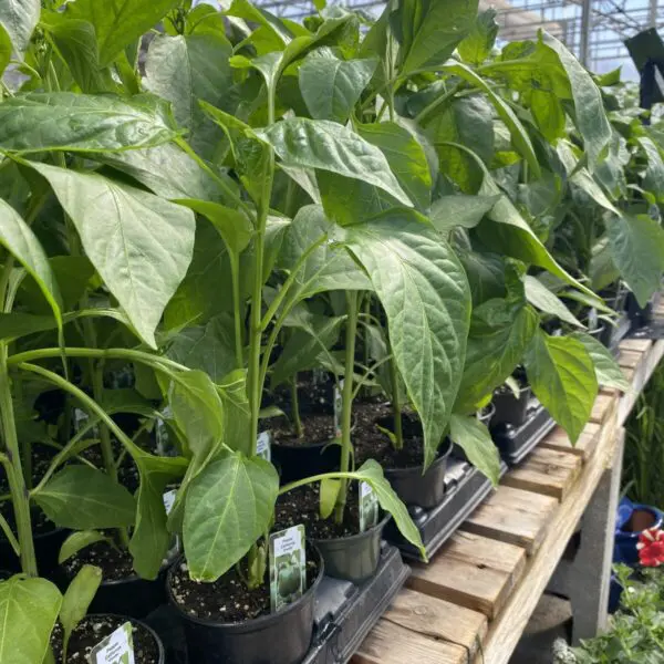 Small Pepper Plants (Assorted Varieties) - Veggies 4" pots