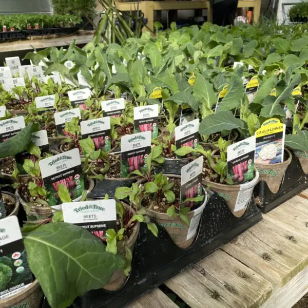 Cucumber (4" Pot) - Vegetables - Image 2