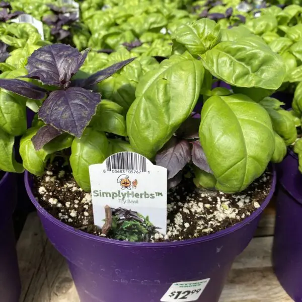 Basil Mix Planter (Green & Purple) - Veggies