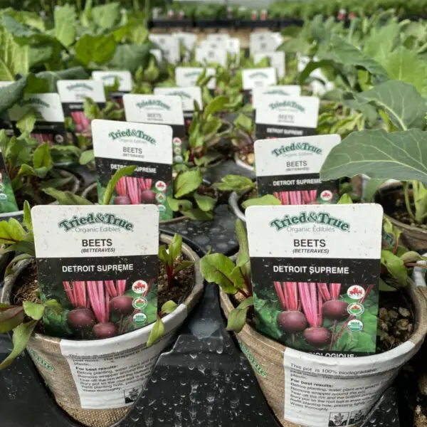 Beets (4" Pot) - Vegetables