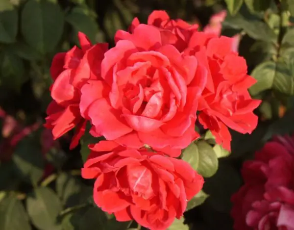 Specialty Roses (Assorted Week's Roses) - Image 6