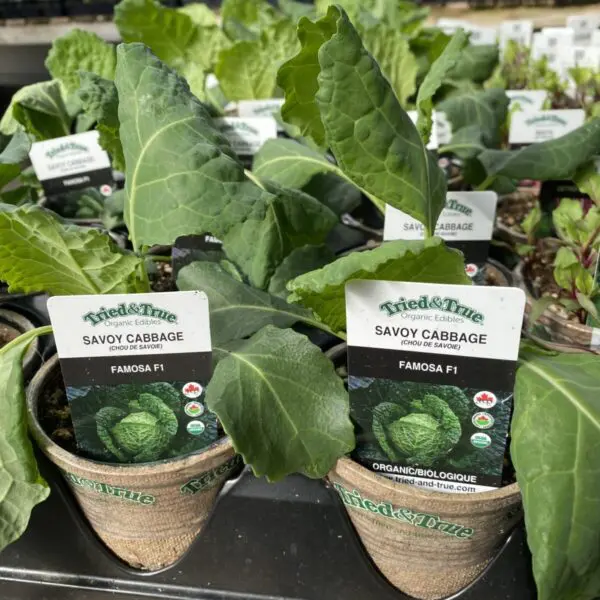 Cabbage (4" Pot) - Vegetables