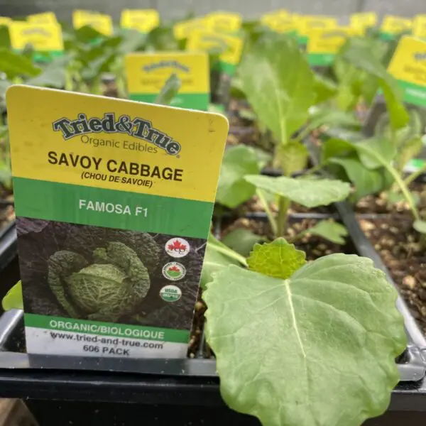 Cabbage - Veggie 6 Packs