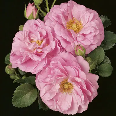 Specialty Roses (Assorted Week's Roses) - Image 7