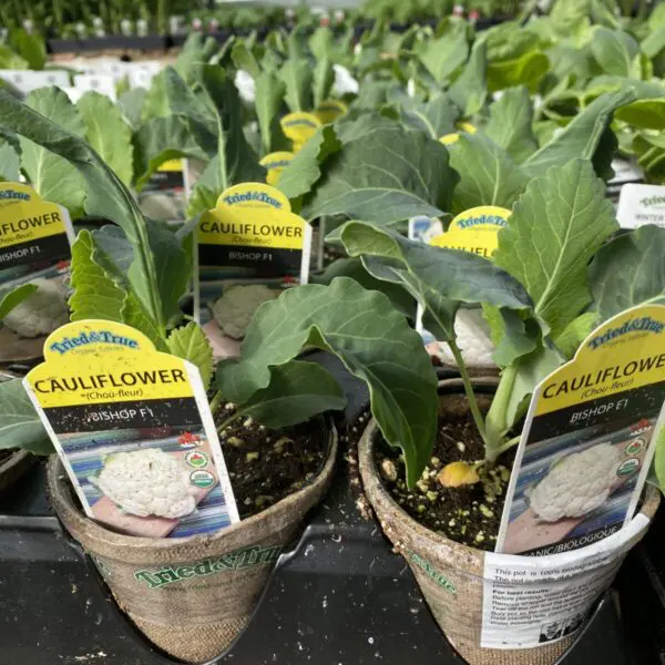 Cauliflower (4" Pot) - Vegetables