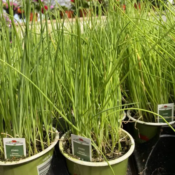 Chive Plants - Culinary Herbs