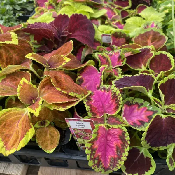 Coleus (Bedding Packs)
