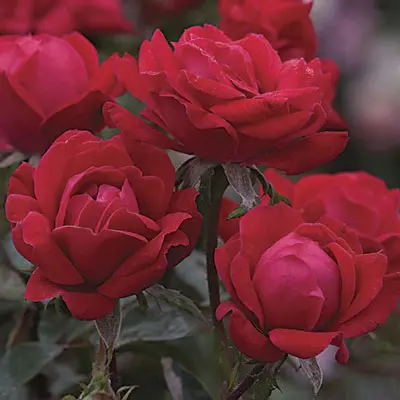 Specialty Roses (Assorted Week's Roses) - Image 8