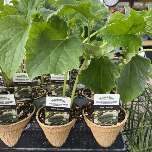 Cucumber (4" Pot) - Vegetables