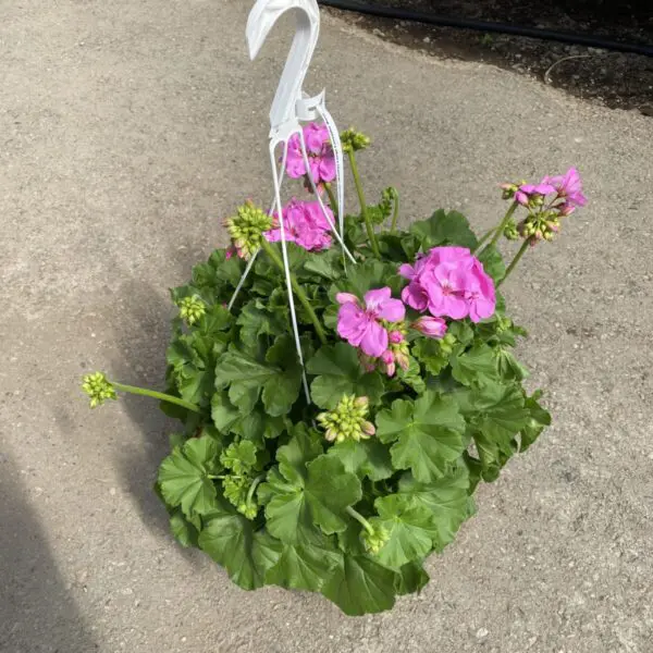 Geranium Hanging Baskets (Sun) - Image 4