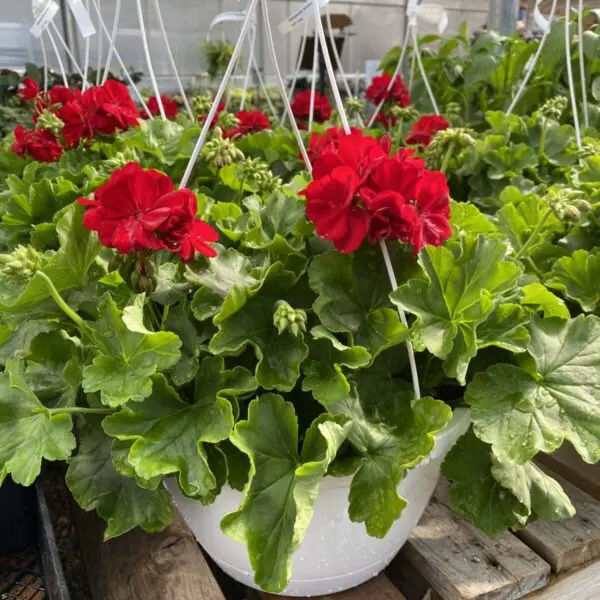 Geranium Hanging Baskets (Sun)
