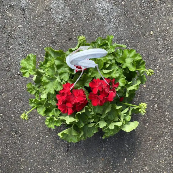 Geranium Hanging Baskets (Sun) - Image 2