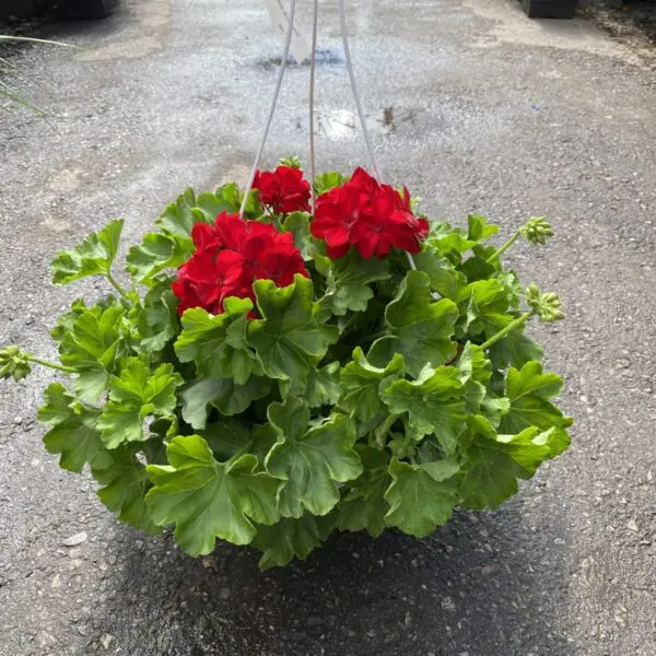 Geranium Hanging Baskets (Sun) - Image 3