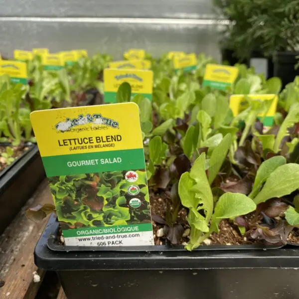 Gourmet Salad Mix - Veggie 6 Packs