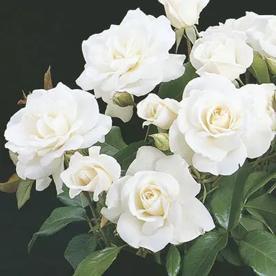 Specialty Roses (Assorted Week's Roses) - Image 9