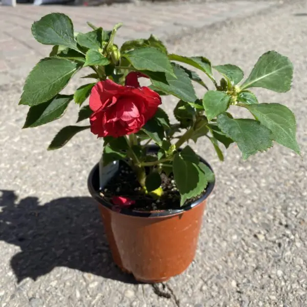 Impatiens - 4" Annuals (Shade) - Image 2