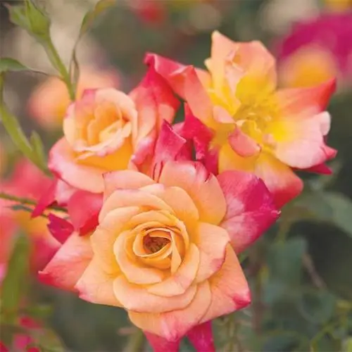 Specialty Roses (Assorted Week's Roses) - Image 10