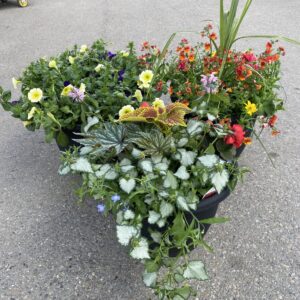 Flower Patio Planters – Sun Loving Mix