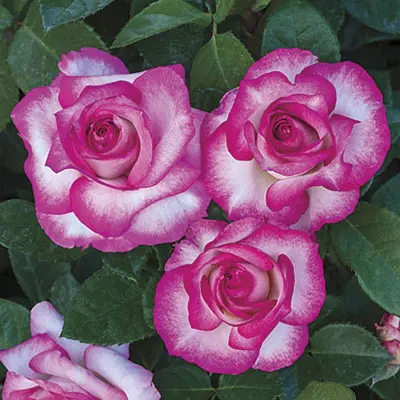 Specialty Roses (Assorted Week's Roses) - Image 11