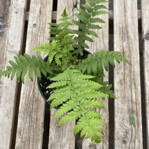Native Fern - Perennials - Image 2