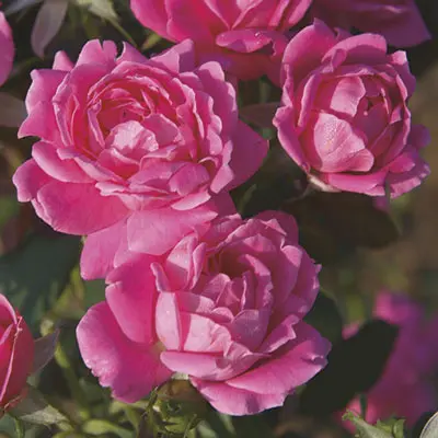 Specialty Roses (Assorted Week's Roses) - Image 12
