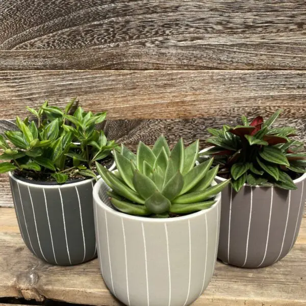 Pinstripe Pots (3 colours) - Ceramic