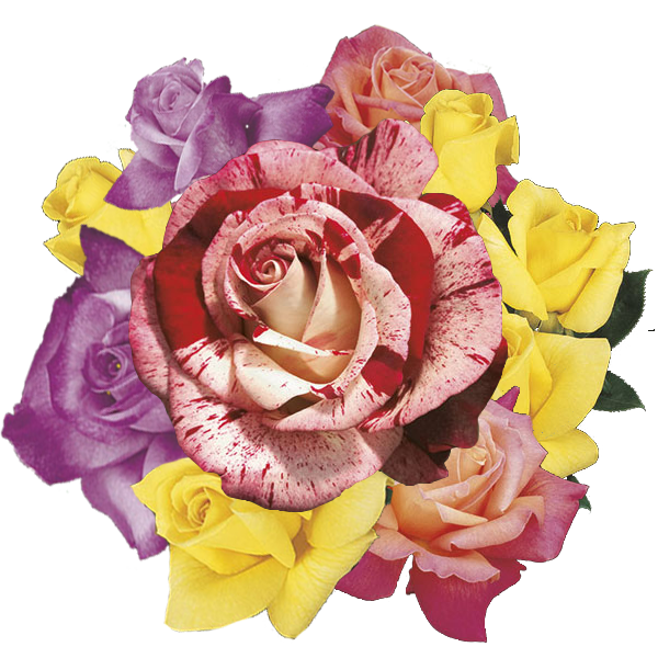 Specialty Roses (Assorted Week's Roses)