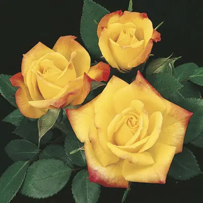 Specialty Roses (Assorted Week's Roses) - Image 13